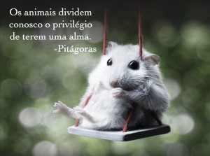 Pitágoras Pitágoras