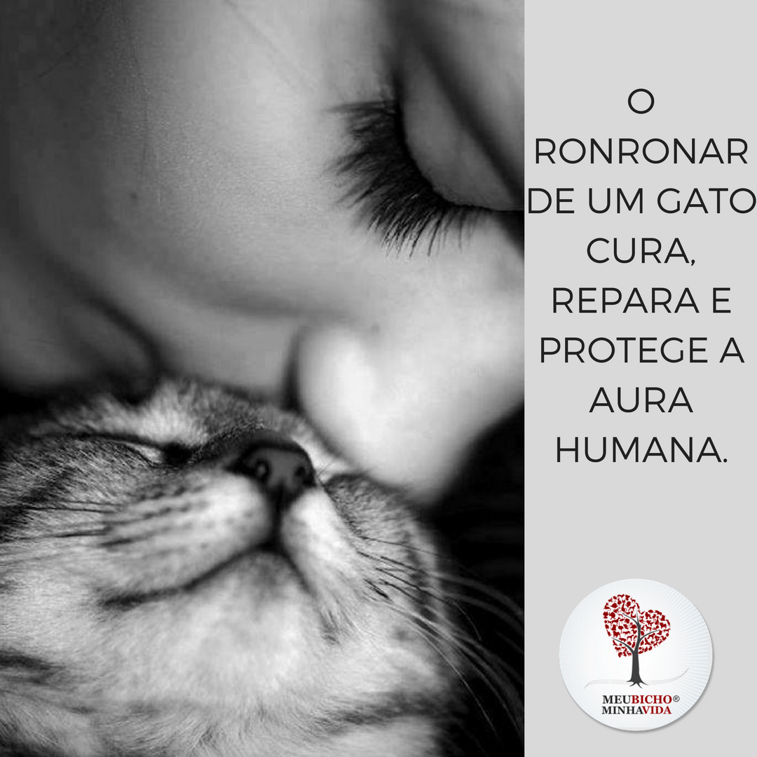 Foto3 Instagram - GATO = ENERGIA BENEVOLENTE Foto3 Instagram - GATO = ENERGIA BENEVOLENTE